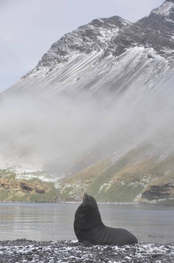 Um altivo lobo-marinho na praia de Stromness, na Geórgia do Sul
